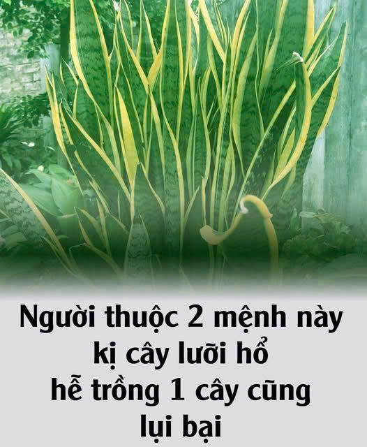 Tuổi đại kỵ với cây lưỡi hổ. Trồng 1 cây cũng l;ụi bai..