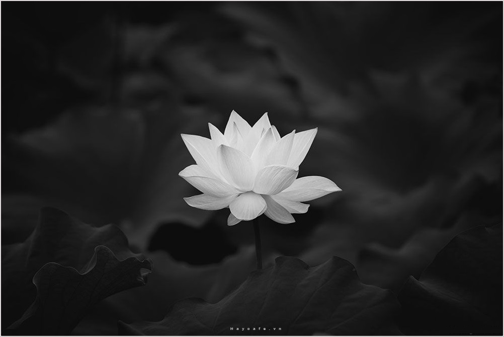 HLV vừa qu:a đ:ờ;i ngay sau khi hoàn thành nhiệm vụ ở SEA Games 33