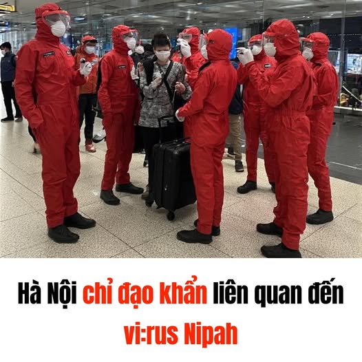 Hà Nội chỉ đạo hô liên quan đến vi:rus Nipah