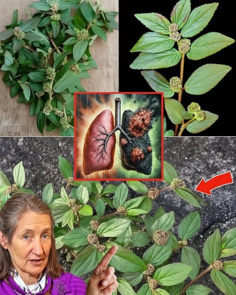 Cỏ sữa: Vị thuốc chữa lỵ hiệu quả trong Y học cổ truyền