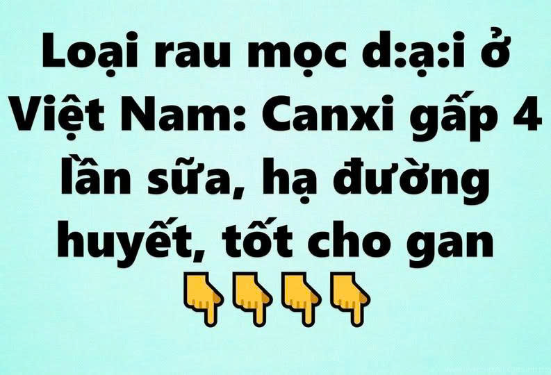 Loại rau mọc dại ở Việt Nam: Canxi gấp 4 lần sữa, hạ đường huyết, tốt cho gan
