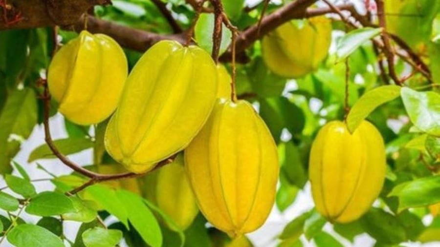 Trồng khế ở vị trí này hút tài lộc vào nhà: Đại gia nào cũng có 1 cây